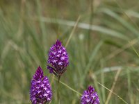 Anacamptis pyramidalis 100, Hondskruid, Saxifrage-Jan Nijendijk