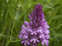 Anacamptis pyramidalis 102, Hondskruid, Saxifraga-Willem van Kruijsbergen