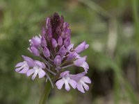 Anacamptis pyramidalis 103, Hondskruid, Saxifraga-Willem van Kruijsbergen