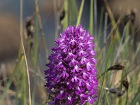 Anacamptis pyramidalis 104, Hondskruid, Saxifraga-Willem van Kruijsbergen