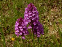 Anacamptis pyramidalis 105, Hondskruid, Saxifraga-Peter Meininger