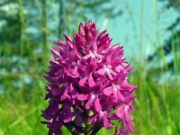 Anacamptis pyramidalis 106, Hondskruid, Saxifraga-Hans Grotenhuis