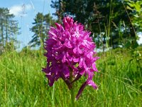 Anacamptis pyramidalis 107, Hondskruid, Saxifraga-Hans Grotenhuis