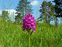 Anacamptis pyramidalis 108, Hondskruid, Saxifraga-Hans Grotenhuis