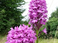 Anacamptis pyramidalis 109, Hondskruid, Saxifraga-Tom Heijnen