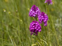 Anacamptis pyramidalis 110, Hondskruid, Saxifraga-Jan Nijendijk