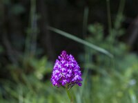 Anacamptis pyramidalis 113, Hondskruid, Saxifraga-Jan Nijendijk