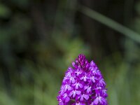Anacamptis pyramidalis 114, Hondskruid, Saxifraga-Jan Nijendijk