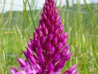 Anacamptis pyramidalis 115, Hondskruid, Saxifraga-Hans Grotenhuis