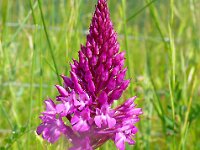 Anacamptis pyramidalis 118, Hondskruid, Saxifraga-Hans Grotenhuis
