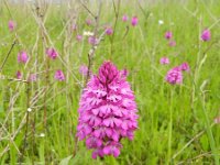 Anacamptis pyramidalis 87, Hondskruid, Saxifraga-Rutger Barendse