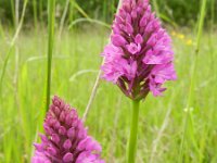 Anacamptis pyramidalis 88, Hondskruid, Saxifraga-Rutger Barendse