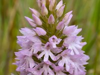 Anacamptis pyramidalis 94, Hondskruid, Saxifraga-Harry Jans