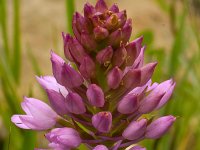 Anacamptis pyramidalis 95, Hondskruid, Saxifraga-Harry Jans