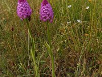 Anacamptis pyramidalis 96, Hondskruid, Saxifraga-Peter Meininger