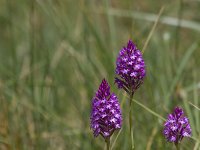 Anacamptis pyramidalis 97, Hondskruid, Saxifrage-Jan Nijendijk