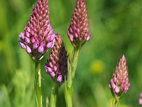 Anacamptis pyramidalis 98, Hondskruid, Saxifraga-Mark Zekhuis