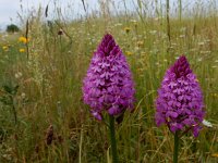 Anacamptis pyramidalis 99, Hondskruid, Saxifraga-Peter Meininger