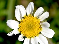 Anacyclus clavatus 6, Saxifraga-Sonja Bouwman  White buttons - Anacyclus clavatus - Asteraceae familie