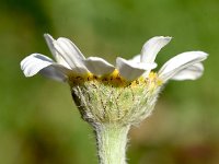 Anacyclus clavatus 7, Saxifraga-Sonja Bouwman  White buttons - Anacyclus clavatus - Asteraceae familie