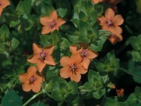 Anagallis arvensis ssp arvenis, Scarlet Pimpernel