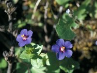 Anagallis arvensis 59, Saxifraga-Jan van der Straaten