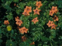 Anagallis arvensis 60, Saxifraga-Jan van der Straaten