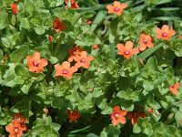 Anagallis arvensis ssp arvensis 1, Rood guichelheil, Saxifraga-Jan van der Straaten