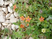 Anagallis arvensis ssp arvensis 10, Rood guichelheil, Saxifraga-Jasenka Topic