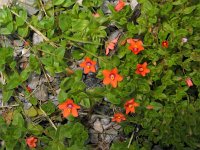 Anagallis arvensis ssp arvensis 11, Rood guichelheil, Saxifraga-Jasenka Topic