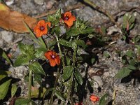 Anagallis arvensis ssp arvensis 12, Rood guichelheil, Saxifraga- Peter Meininger