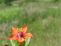 Anagallis arvensis ssp arvensis 13, Rood guichelheil, Saxifraga-Jasenka Topic