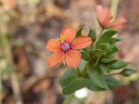 Anagallis arvensis ssp arvensis 14, Rood guichelheil, Saxifraga-Jan Willem Jongepier