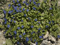 Anagallis arvensis ssp arvensis 15, Rood guichelheil, Saxifraga-Willem van Kruijsbergen