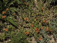 Anagallis arvensis ssp arvensis 16, Rood guichelheil, Saxifraga-Willem van Kruijsbergen