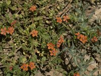 Anagallis arvensis ssp arvensis 17, Rood guichelheil, Saxifraga-Willem van Kruijsbergen