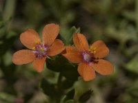 Anagallis arvensis ssp arvensis 18, Rood guichelheil, Saxifraga-Willem van Kruijsbergen