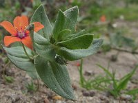 Anagallis arvensis ssp arvensis 19, Rood guichelheil, Saxifraga-Frank Dorsman  Anagallis arvensis arvensis, Rood guichelheilAW duinen 210811