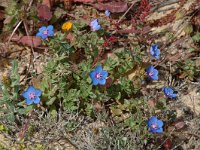 Anagallis arvensis ssp arvensis 2, Rood guichelheil, Saxifraga-Jan van der Straaten