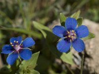 Anagallis arvensis ssp arvensis 20, Rood guichelheil, Saxifraga-Willem van Kruijsbergen