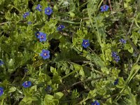 Anagallis arvensis ssp arvensis 21, Rood guichelheil, Saxifraga-Willem van Kruijsbergen