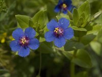 Anagallis arvensis ssp arvensis 22, Rood guichelheil, Saxifraga-Willem van Kruijsbergen