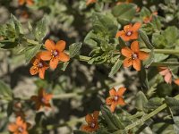 Anagallis arvensis ssp arvensis 23, Rood guichelheil, Saxifraga-Jan van der Straaten