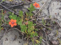 Anagallis arvensis ssp arvensis 24, Rood guichelheil, Saxifraga-Peter Meininger