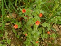 Anagallis arvensis ssp arvensis 26, Rood guichelheil, Saxifraga-Rutger Barendse