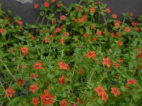 Anagallis arvensis ssp arvensis 27, Rood guichelheil, Saxifraga-Ed Stikvoort