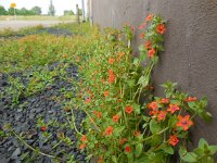 Anagallis arvensis ssp arvensis 28, Rood guichelheil, Saxifraga-Ed Stikvoort