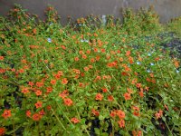 Anagallis arvensis ssp arvensis 29, Rood guichelheil, Saxifraga-Ed Stikvoort