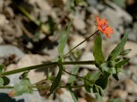 Anagallis arvensis ssp arvensis 3, Rood guichelheil, Saxifraga-Jan van der Straaten