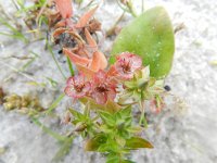 Anagallis arvensis ssp arvensis 30, Rood guichelheil, Saxifraga-Rutger Barendse